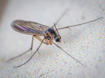 Insekten