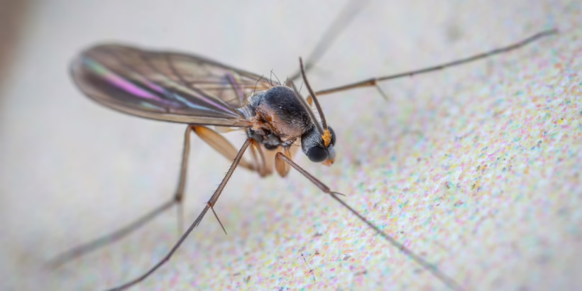 Insekten